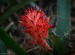 Billbergia pyramidalis