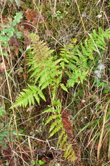 Dryopteris pallida