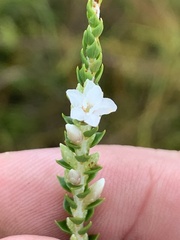 Epacris microphylla