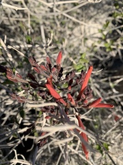 Justicia californica