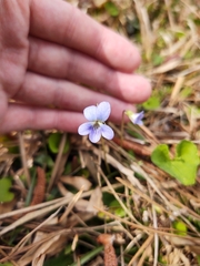 Viola floridana