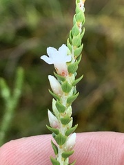 Epacris microphylla