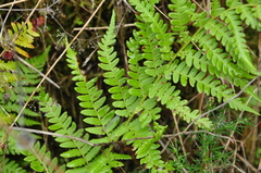 Dryopteris pallida