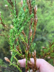Epacris microphylla
