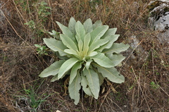 Verbascum macrurum