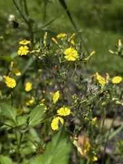 Youngia