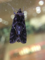 Plusiopalpa adrasta