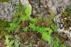 Dryopteris pallida