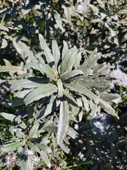 Eriodictyon trichocalyx