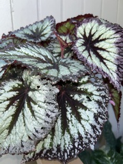 Begonia
