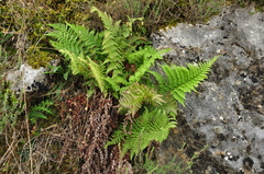 Dryopteris pallida