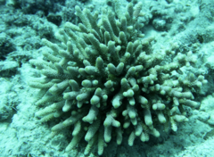 Acropora spathulata