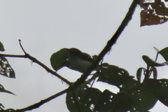 Mecocerculus stictopterus