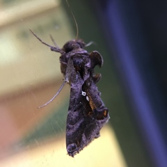Plusiopalpa adrasta