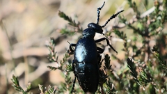 Meloe proscarabaeus