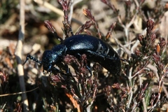Meloe proscarabaeus