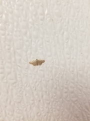 Lepidoptera