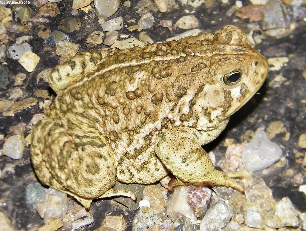 Fowler's and Woodhouse's Toads