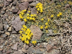 Cruckshanksia macrantha