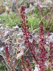 Rumex bucephalophorus