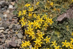 Cruckshanksia macrantha