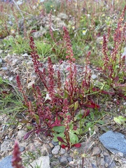 Rumex bucephalophorus