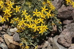 Cruckshanksia macrantha