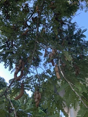 Tamarindus