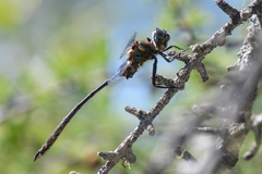 Somatochlora franklini