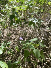 Tamaulipa azurea