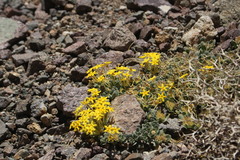 Cruckshanksia macrantha