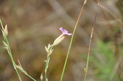 Petrorhagia prolifera