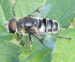 Eristalis saxorum