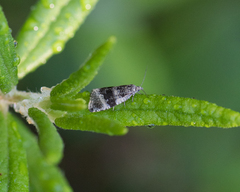 Olethreutes versicolorana