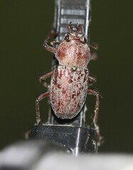 Cacostomus squamosus