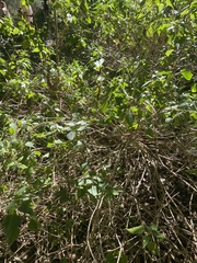 Tamaulipa azurea