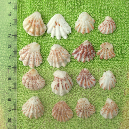 Atlantic Kitten's Paw