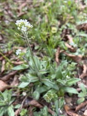Tomostima platycarpa