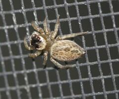 Maratus griseus