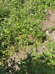 Danaus gilippus