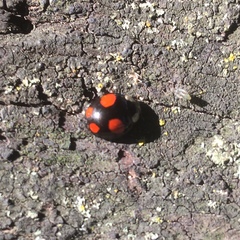 Harmonia axyridis