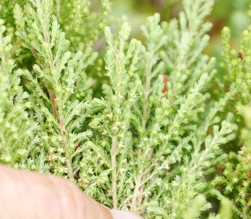 Image of Erica urceolata by (c) Tony Rebelo, some rights reserved (CC BY-SA)