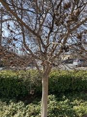 Lagerstroemia indica