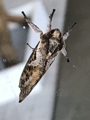 Elhamma australasiae