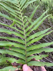 Telmatoblechnum indicum