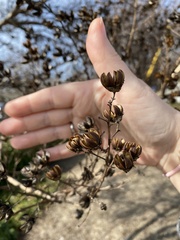 Lagerstroemia indica