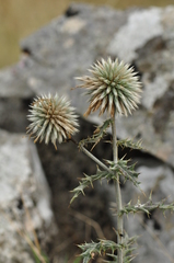 Echinops sphaerocephalus albidus