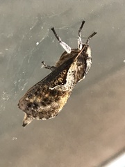 Elhamma australasiae