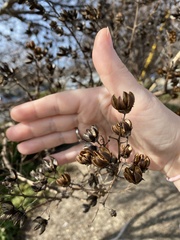 Lagerstroemia indica