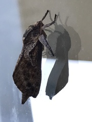 Elhamma australasiae